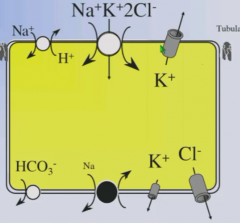Reabsorbs 20-25% of filtered NaCl transcellularly.
Apical Na/2Cl/K brings Cl- into cell. 
Cl- diffuses passively through basolateral channel.
Na+ is pumped out by Na/K pump.
K+ is needed for Cl- import. Must be recycled by apical K+ channel to kee...
