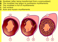 1.) PREMYOBLASTS: the first specific and determine cells  of myogenesis.

2.) Premyoblasts are transformed into MYOBLASTS (vai a change in gene expression) at the site of the future muscle.

3.) Myoblasts synthesize myosin myofilaments and act...