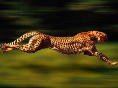 exchange of solutes is limited by the rate at which plasma delivers the solute b/c the rate of diffusion is much faster that blood flow out of the vessel. 

Like if you were delivering a herd of cheetahs to the zoo they would run through the gat...