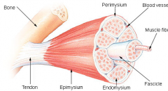 F = fascicle

En = endomysium (blood vessel, nerves, and lymphatics are found here, reticulin fiber and some collagen)

P = perimysium (around fascicle, large vessels and nerves, collagen)

E = epimysium (collagenous sheath)