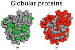Globular Proteins