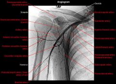 #4 –posterior humeral circumflex artery