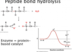 Peptide bond hydrolysis