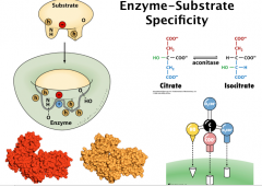 Enzyme-Substrate Specificity