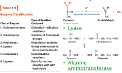 Classifications of Enzymes