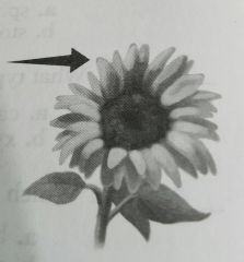 Which of the two types of flowers in a composite flower head is indicated by the arrow?