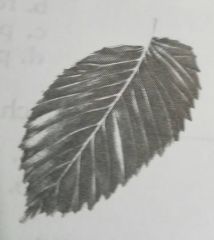 Is the pictured leaf most likely from a monocot or from a dicot?