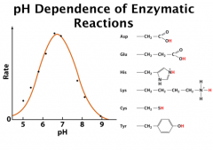 pH Dependence of Enzymatic Reactions