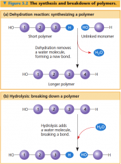 Wikipedia Defines it as:
In chemistry and the biological sciences, a dehydration reaction is usually defined as a chemical reaction that involves the loss of a water molecule from the reacting molecule.