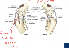 a collateral ligament of the patella bone. It prevens it from going side to side. It is called the femoropatellar ligaments 


 


there is a medial and lateral section 