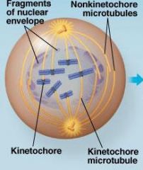 -nuclear envelope breaks
-chromosomes become more condensed
-some microtubules attach to the kinetochore