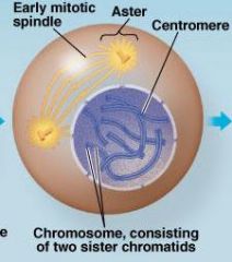 -chromatin fibers become more tightly coiled + condense into discreet chromosomes
-nucleoli disappear
-the mitotic spindle begins to form
-centrosomes move away from each other