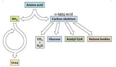 Degradation of amino acids involves the removal of the a-amino group, which is converted to urea in humans, The remaining a-keto acid is converted to other compounds.