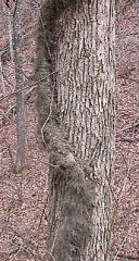 may be present as a low (6 to 18 inches), spreading "carpet" on the forest floor, as a climbing vine, or as a bush