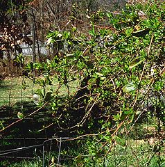 scrambling, twisting climbing vine with no tendrils or aerial roots
forms dense thickets in bushes and trees and sprawls along the ground