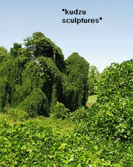 high climbing vine, very often completely covers trees and forms "kudzu sculptures"