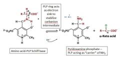 

The PLP cofactor forms a Schiff base with the amino acid, promotes deprotonation and stabilizes the resulting carbanion.  Reaction with OH- releases the a-keto acid.