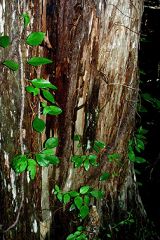 climbing vine, reaching heights of 40 feet
stems become covered in aerial roots