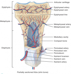 1.) Nutrient arteries/veins enter/exit the bone via a nutrient foramen.This supplies the diaphysis of the bone.

2.) The metaphyseal arteries/veins supply the metaphysis of the bone.

3.) The epiphysis is suppled by the epiphyseal arteries/vei...