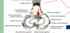 Attach meniscal to tibia 