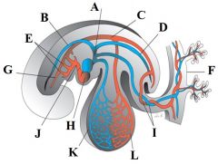 Define the labels A - L on the diagram of the cardiovascular system at 4 weeks.