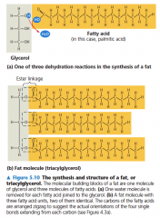Although fats are not polymers, they are large molecules assembled
from smaller molecules by dehydration reactions. A fat is
constructed from two kinds of smaller molecules: glycerol and
fatty acids (Figure 5.10a). Glycerol is an alcohol; each ...