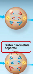 sister chromatids are held together at the centromere to allow chromatids to separate 
