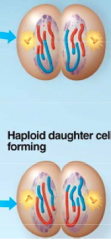 -nuclei form 
-chromosomes condense 
-cytokinesis occurs 
-division produces four daughter cells, each w/ a haploid set of unduplicated chromosomes --> daughter cells are genetically distinct and form parent cells 