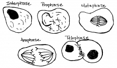 Interphase


Prophase


Metaphase


Anaphase


Telophase