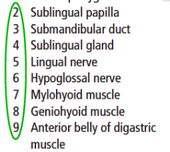 Hypoglossal nerve is slightly more medial and posterior than the lingual nerve
