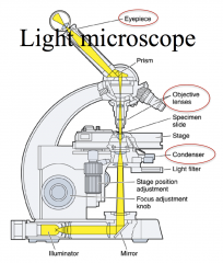Condenser – collects and focuses light


 


Objective – enlarges and projects


image to eyepiece


 


Eyepiece - further magnification and projection onto retina 