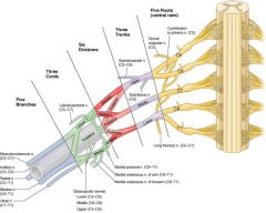 Examination of finger abduction would be normal in a patient with an isolated superior trunk brachial plexus injury. Finger abduction is performed by the ulnar nerve, which is supplied by the inferior trunk of the brachial plexus. 


Incorrect ...