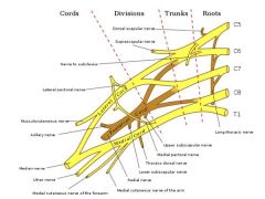 posterior cord of the brachial plexus gives rise to the 1) upper subscapular nerve 2) lower subscapular nerve 3) thoracodorsal nerve 4) axillary nerves 5) radial nerve. The upper subscapular nerve innervates the subscapularis. The lower subscapula...