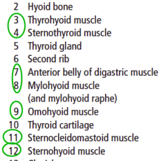 7 = V3
8 = V3

Strap muscles (3,4,9,12) = cervical spinal nerves

11 = Spinal accessory (XI)