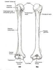 -capitulum articulates with head of radius
-articulates with trochlear notch of ulna