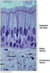 Thin layer of extracellular matrix below epithelial cells


 


Provides support/protection for Epithelia to sit on (above the muscle, fat, etc)


 


Composed of proteins/carbohydrates (ex. collagen, proteoglycans, and glycoproteins lik...