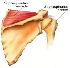 o:supraspinatous fossa of scapula
i:greater tubercle of humerus
a:abduciton of shoulder, stabalizes shoulder joint