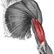 o:short head:coracoid process of scapula, long head: intertubular groove of humerus
i:radial tuberocity
a:flexes forearm,supination of forearm