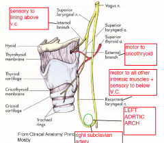 1. the
recurrent branches of the vagus nerves.

2. The left recurrent laryngeal nerve recurs around
the right subclavian artery; the left recurs under the arch of the aorta. Both nerves ascend
to the larynx in the groove between the trachea an...