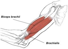 o:distal anterior humerus
i:coronoid process of ulna
a:flexes elbow
-inferior to biceps