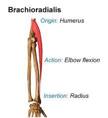 o:above lateral epicondyle of humerus
i:just above styloid process on radius
a:flexes elbow