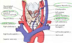 Arterial supply from branches of the superior and inferior thyroid arteries. 

Venous drainage to the superior and middle thyroid veins, tributaries of the internal jugular
veins. The inferior thyroid veins drain into the brachiocephalic veins.