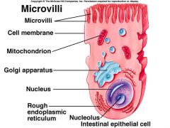 Small little projections from individual cells to increase their surface area


 


Helps them absorb more substances


 


(ex. found mainly in the small intestines)