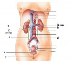 A = Right kidney
B = Left Kidney
C = Right Ureter
D = Left Ureter
E = Bladder
F = Urethra 