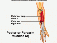 o:lateral epicondyle of humerus, posterior border of ulna
i:base of fifth metacarpel
a:extends and adducts wrist, acts with flexor carpi ulnaris to adduct wrist