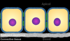 Side of epithelial tissue facing the lumen