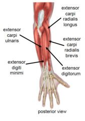 o:lateral epicondyle of humerus
i:longus base of second metacarpel . brevis on base of third metacarpel
a:extends and abducts wrist