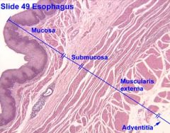 Outer layer of epithelial cells in cavities that are exposed to the external environment (ex. esophagus. nasal passage)


 


Protects and lubricates