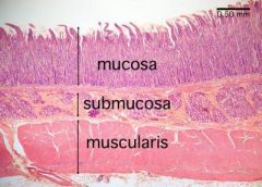 Loose connective tissue directly under a mucous membrane


 


Supports the mucosa and connects the mucosa to smooth muscle