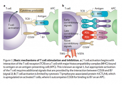 - Opposite of Ipilimumab


 


- Inhibits T cell proliferation by providing the co-inhibitory signal (normally what B7 does)